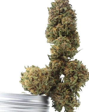 Platinum Panther - 50 Grammi