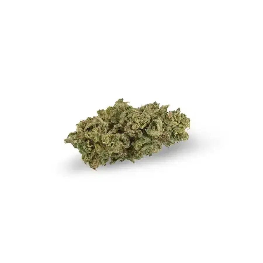 Amnesia Dream TOP Indoor 3g