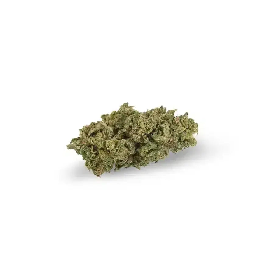 Amnesia Dream TOP Indoor 3g
