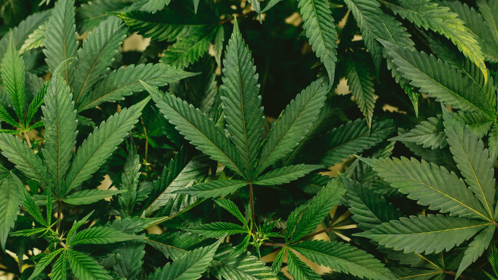 Decreto CBD Orale: Cosa Cambia Davvero (Aggiornamento 2026 + Timeline)