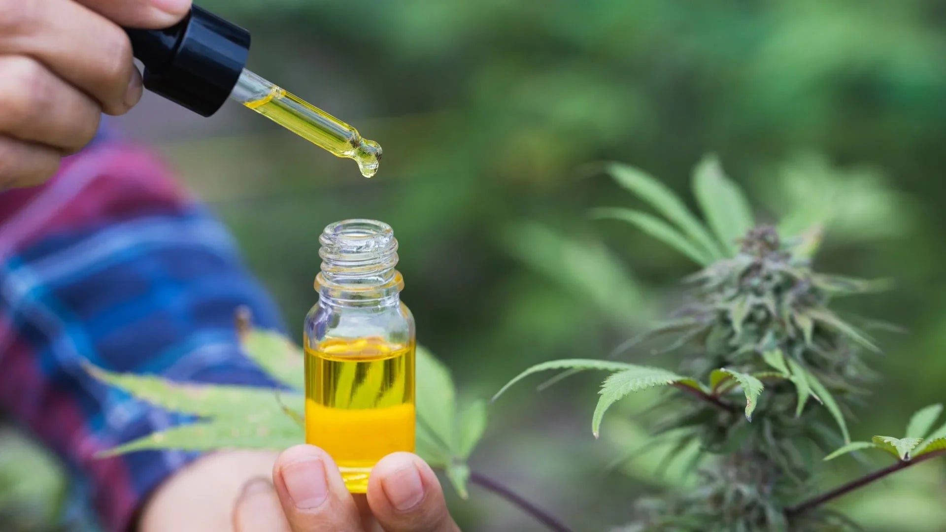 CBD, vendita libera fino a settembre: rinviata la decisione del TAR