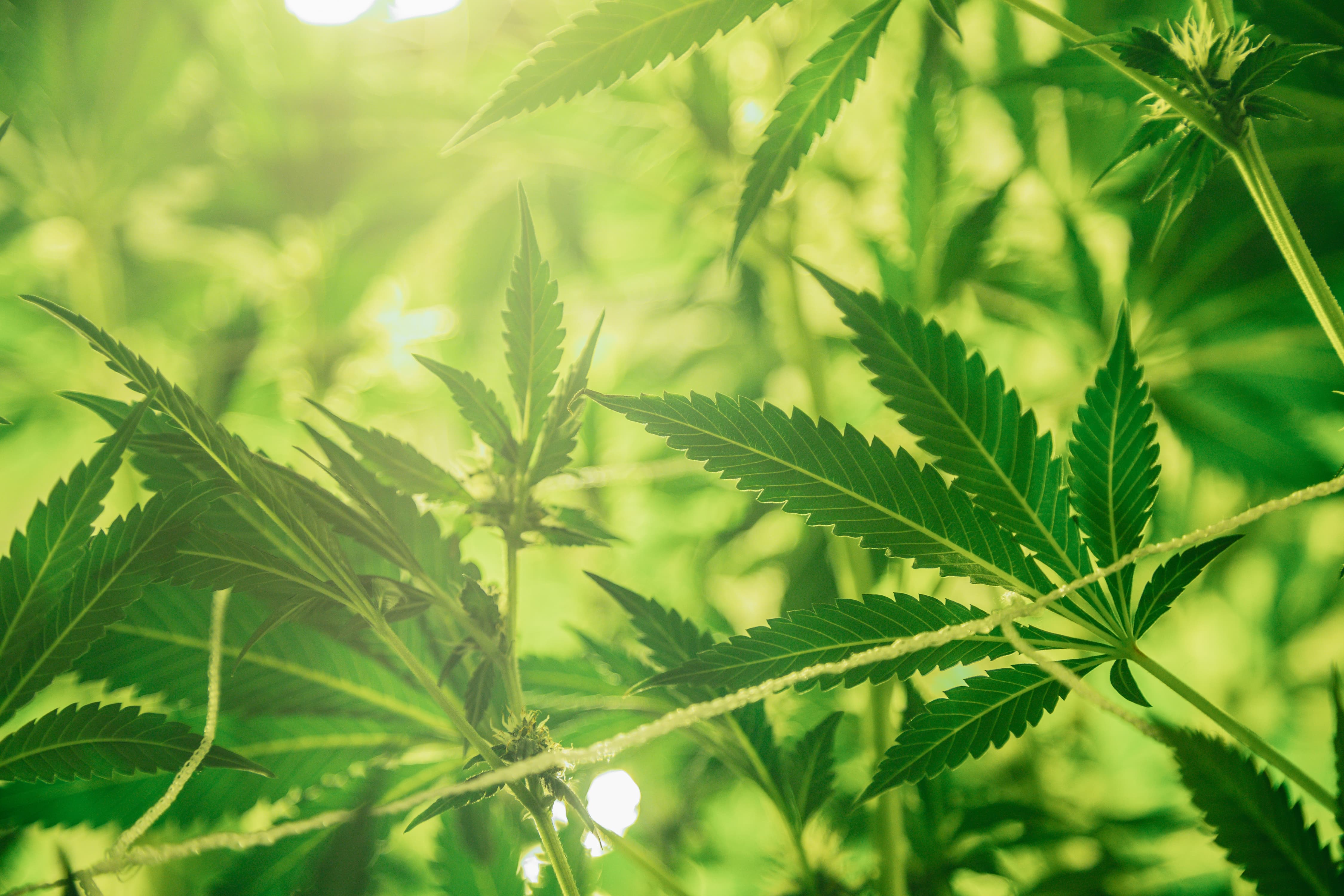 Decreto CBD: il Tar ne conferma la sospensione