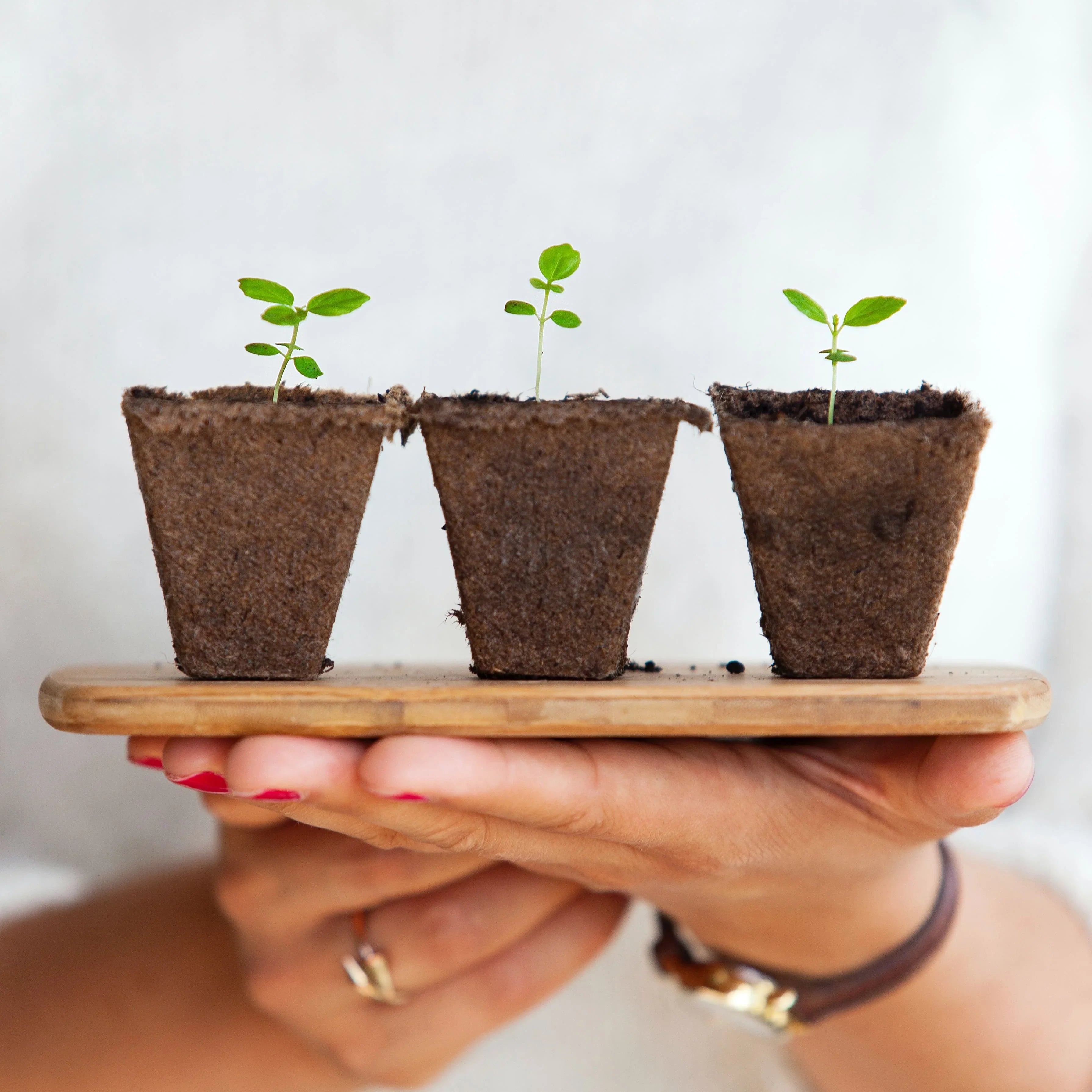 Come far germinare i semi di cannabis: guida completa