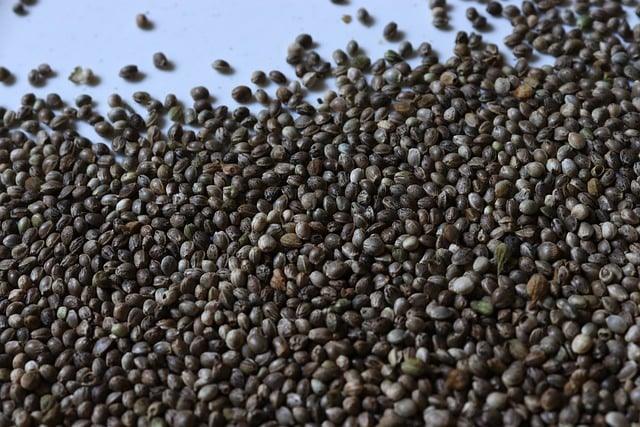 Semi di cannabis: regolari, femminizzati e autofiorenti, le differenze