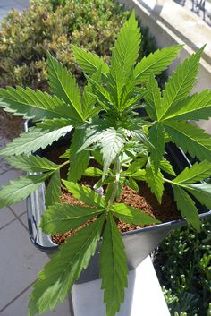 Sativa vs Indica: Guida ai Tipi di Cannabis Legale e ai loro Effetti