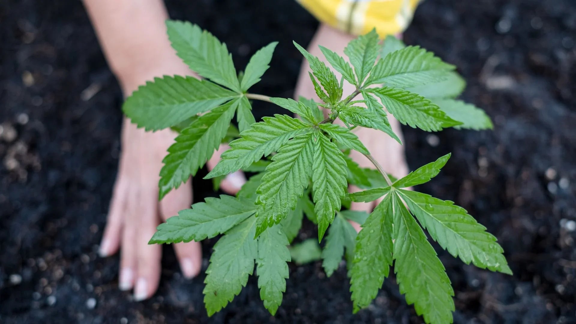 Cannabis: la legge sull'autoproduzione arriva in Senato