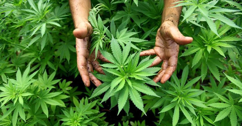 No sequestro se thc sotto 0,5%