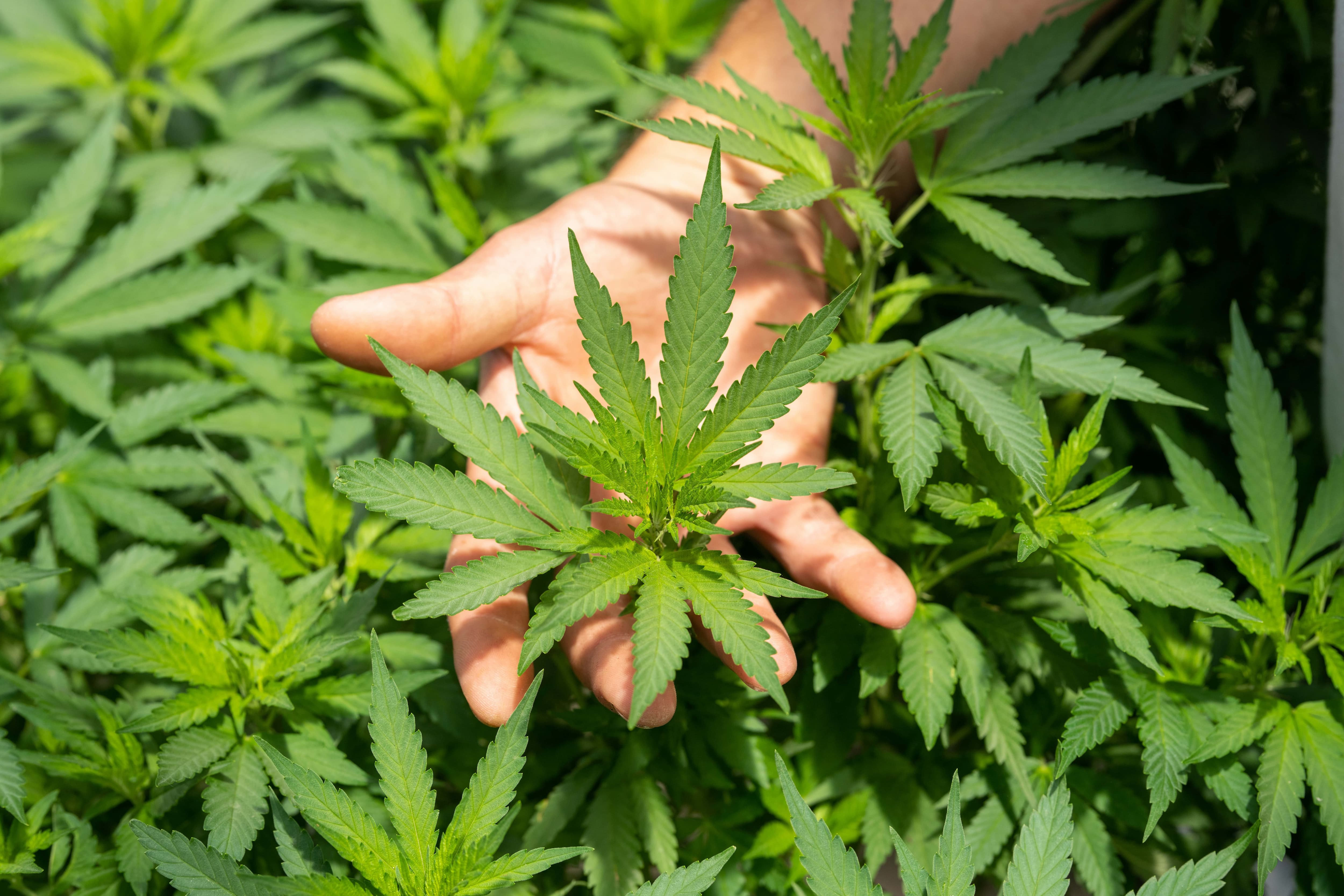 Tutto sul CBD: il cannabinoide dai mille benefici
