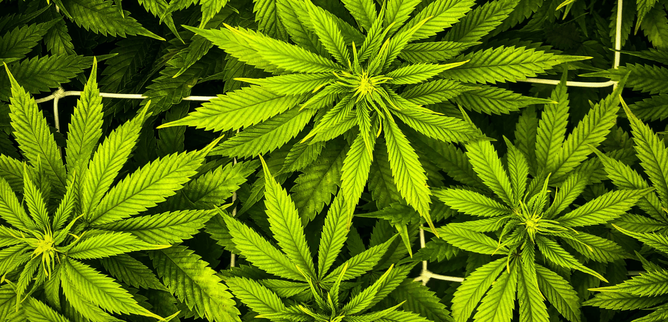 I migliori modi per aumentare gli effetti del CBD