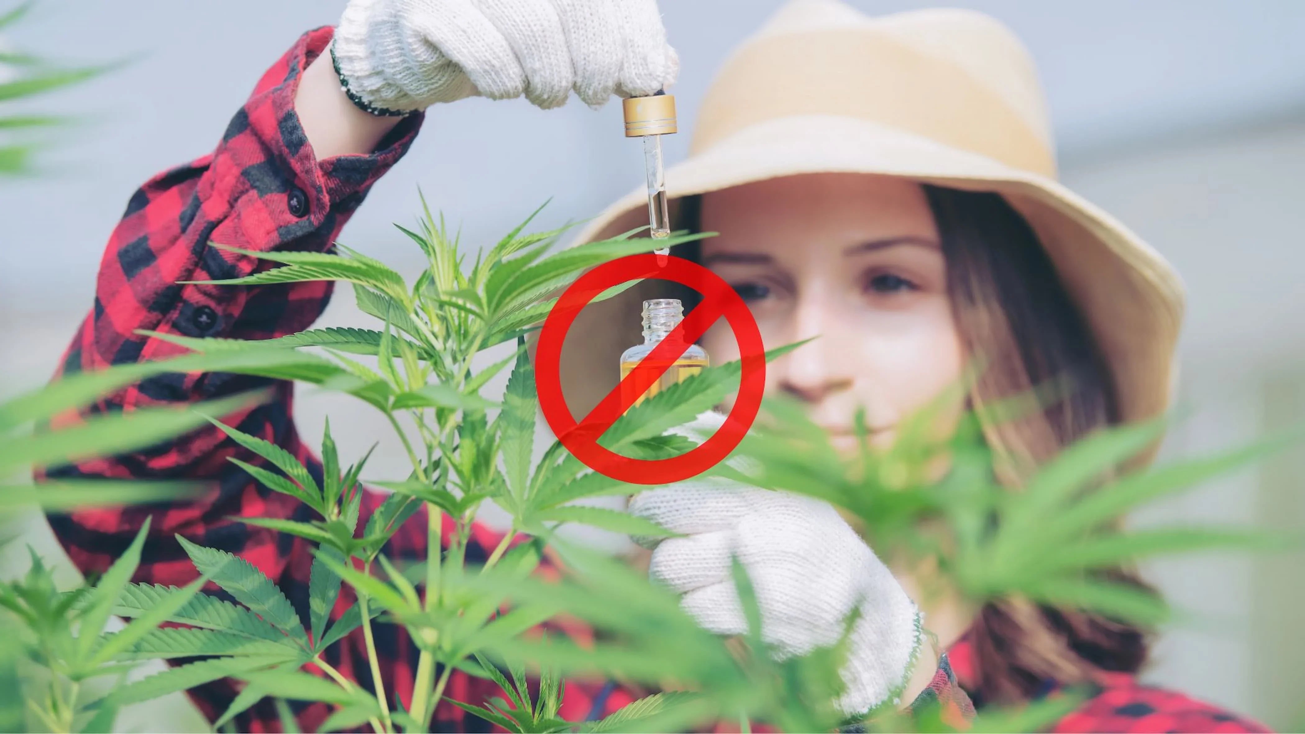 CBD stupefacente: il nuovo decreto del governo