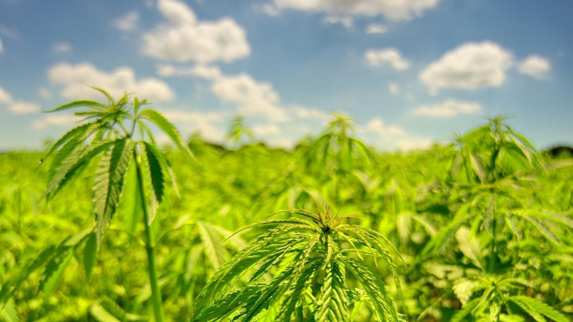 Canapa e Decreto Sicurezza