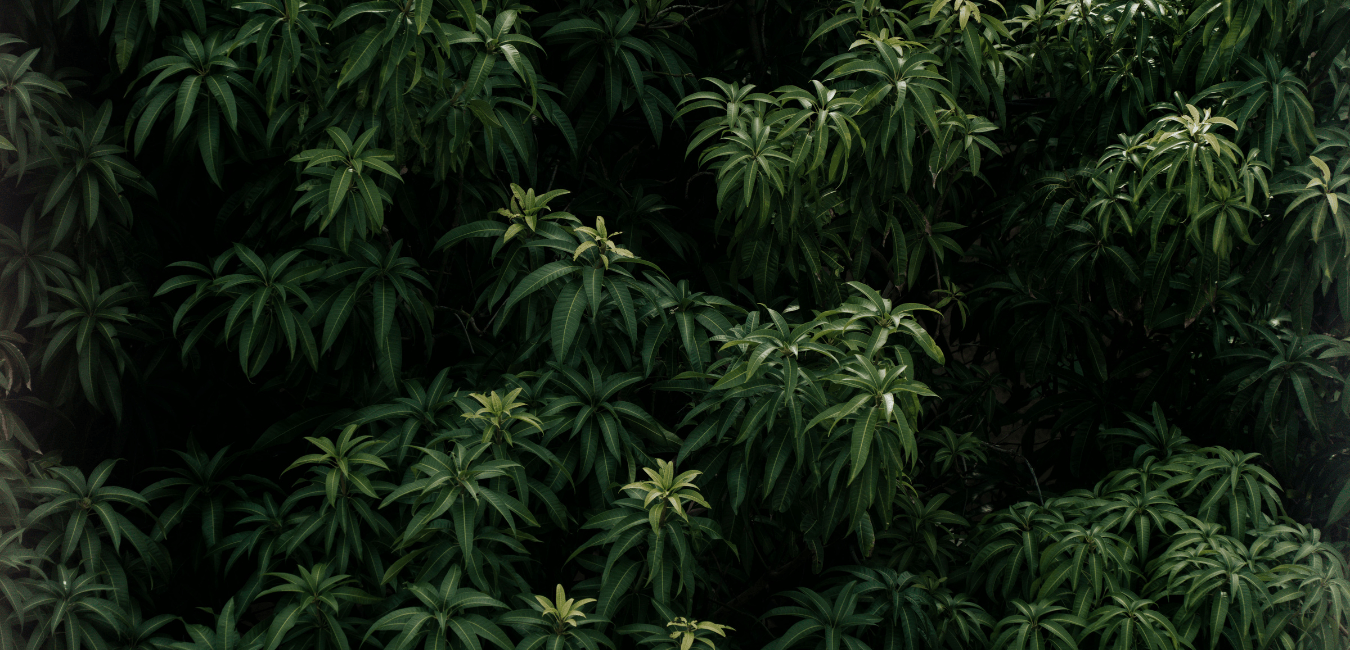 Una legge per vietare la cannabis light | Facciamo chiarezza