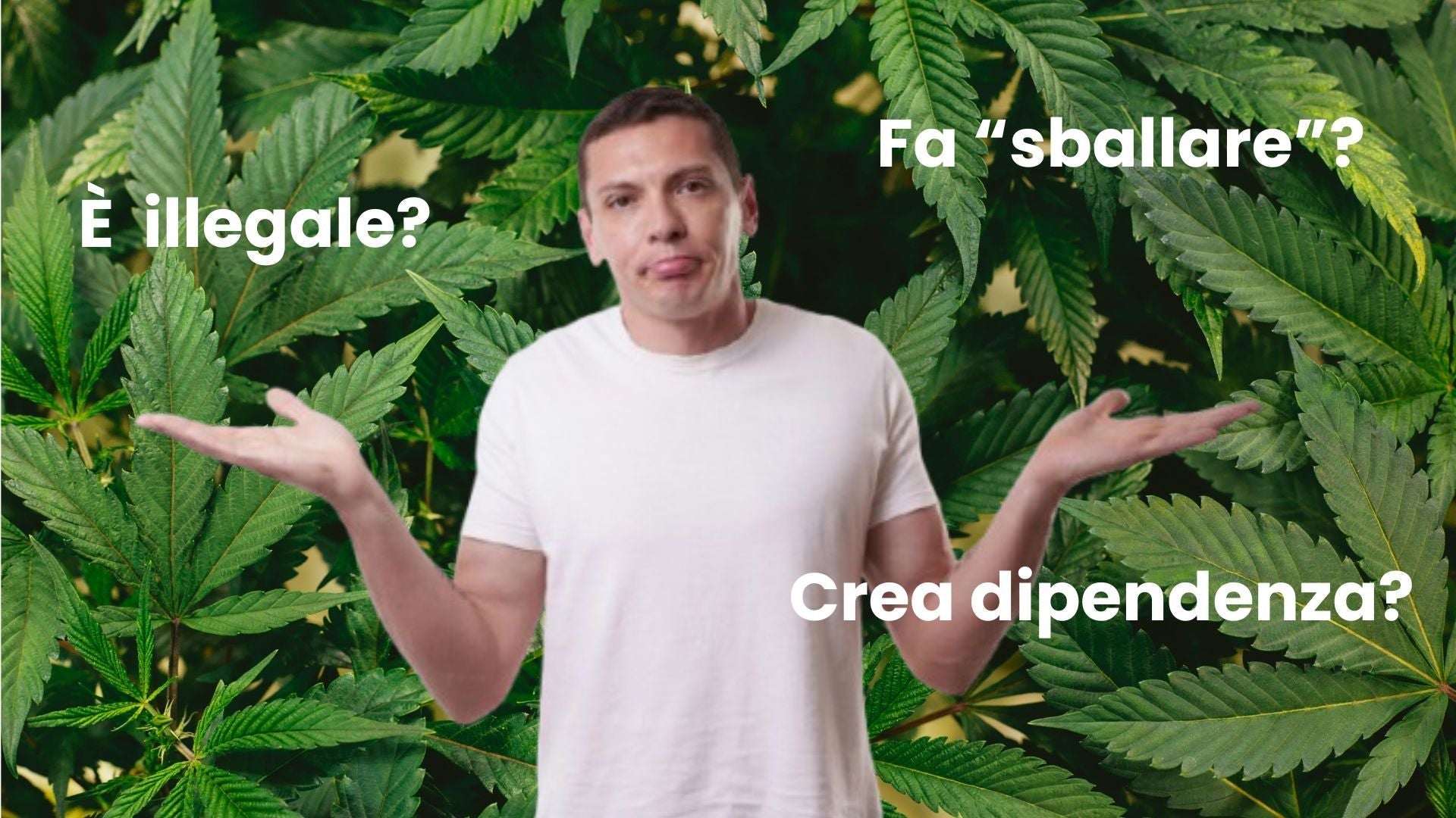 7 falsi miti sulla cannabis light: tutta la verità