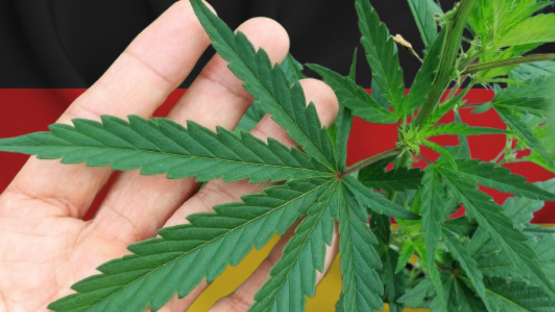 Germania a un anno dalla legalizzazione: successo o disastro?
