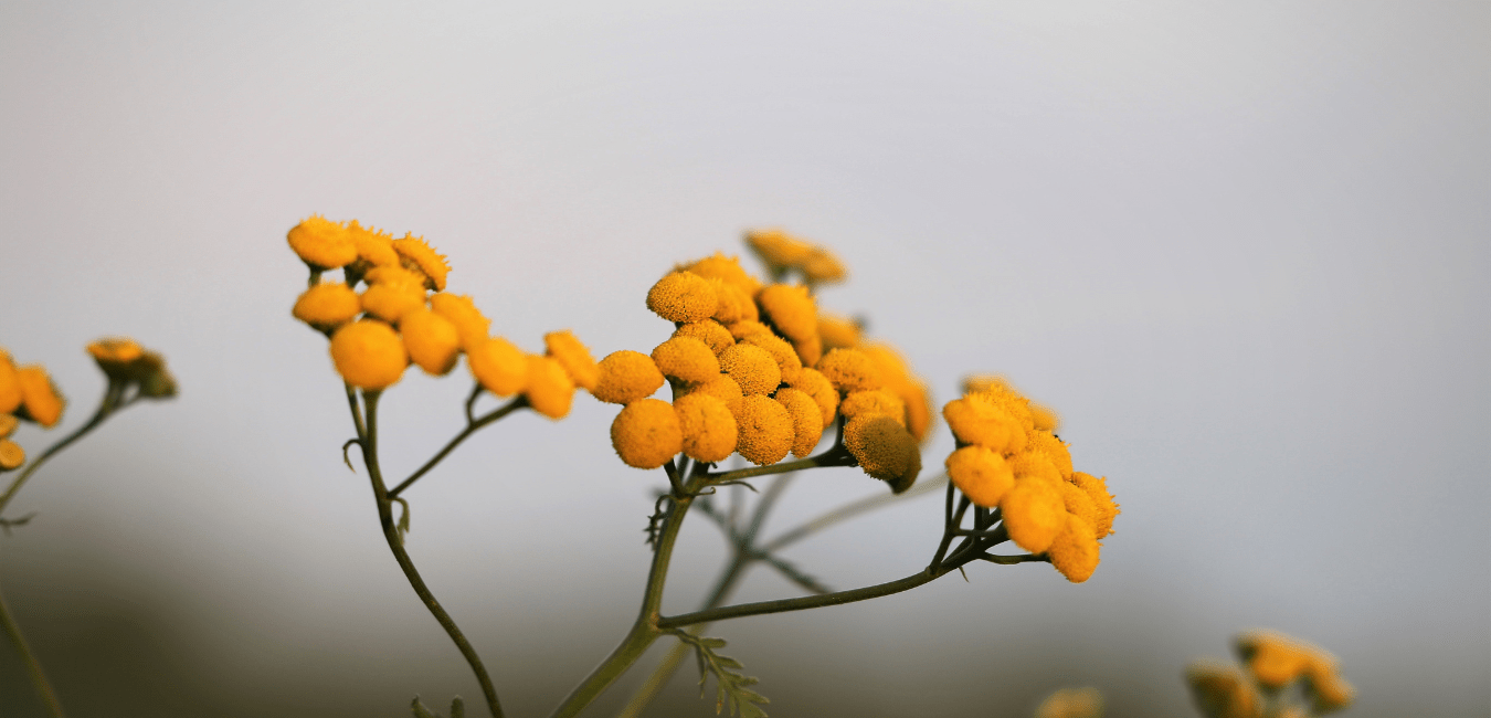 Ombrello lanoso: la "nuova cannabis" che produce cannabinoidi