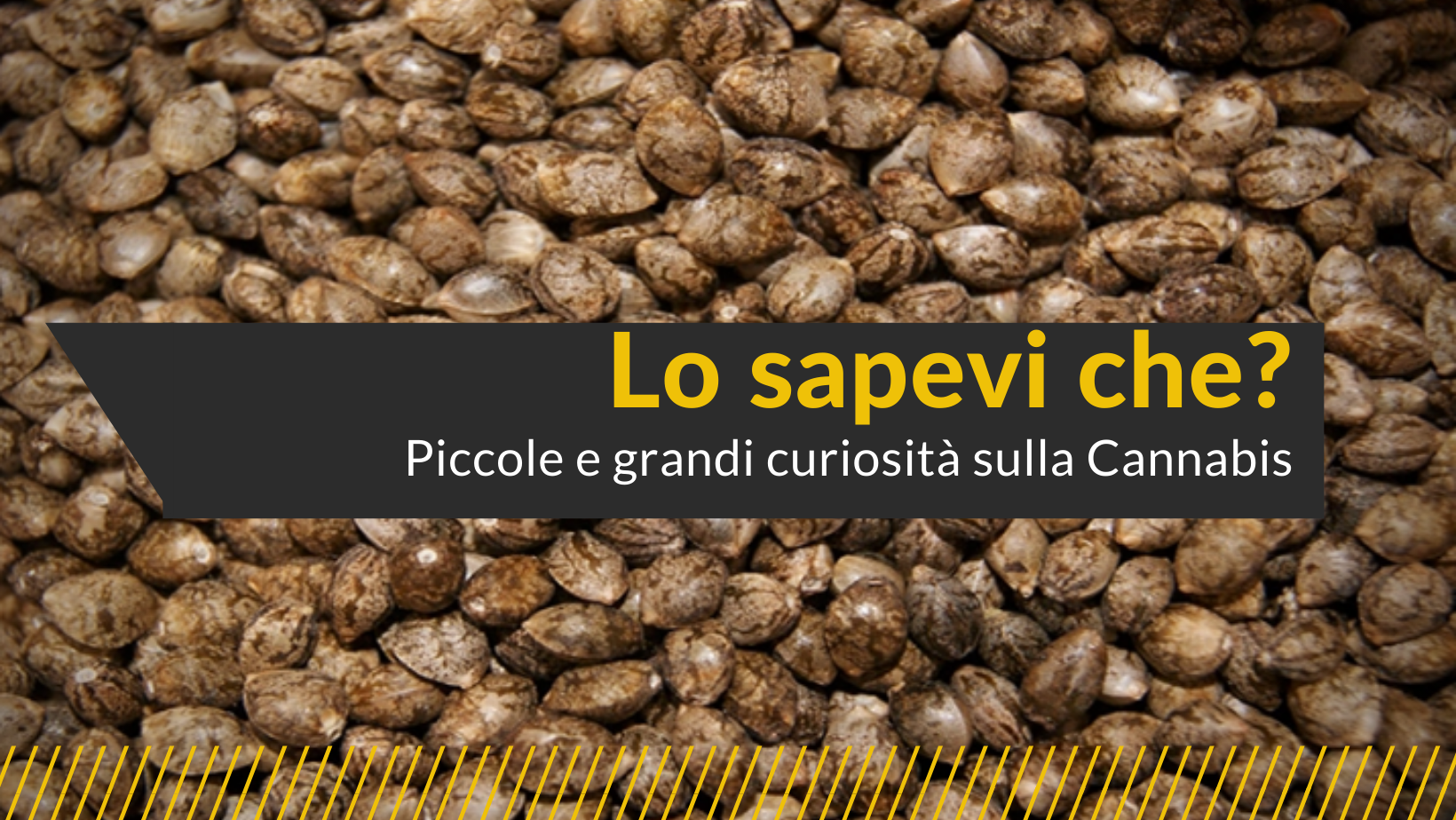 LO SAPEVI CHE La canapa è una pianta antichissima ?