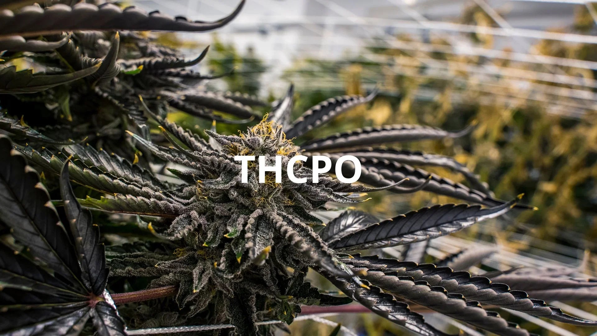Tutto sul THCPO: il nuovo "super" cannabinoide
