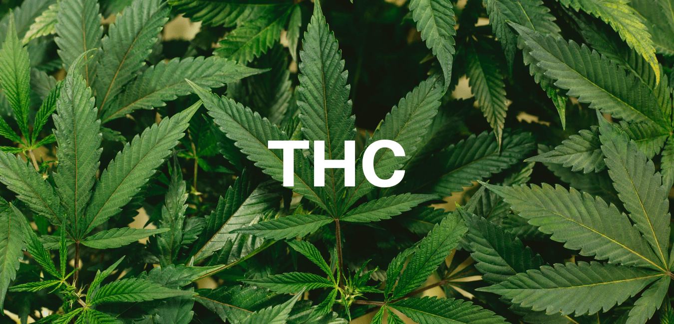 THC, la molecola psicoattiva della cannabis:  tutto quello che c'è da sapere