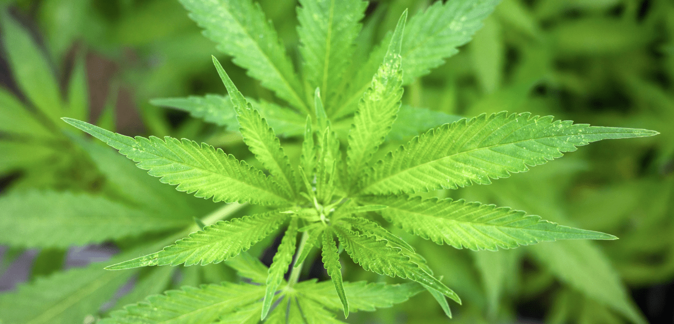 Differenza tra THC e CBD: Effetti, Benefici e Quale Scegliere