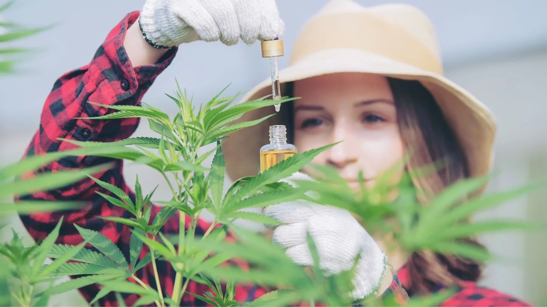 CBD: il TAR ha sospeso (di nuovo) il decreto del governo