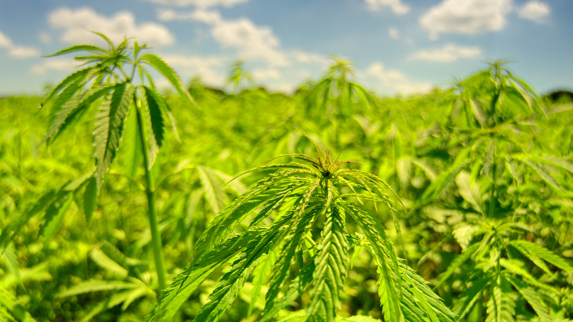 La cannabis light è illegale nel 2026? Tutta la verità