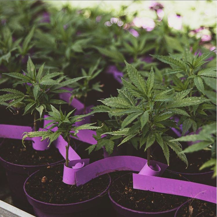 La legalizzazione della marijuana medica in Italia e in altri Paesi