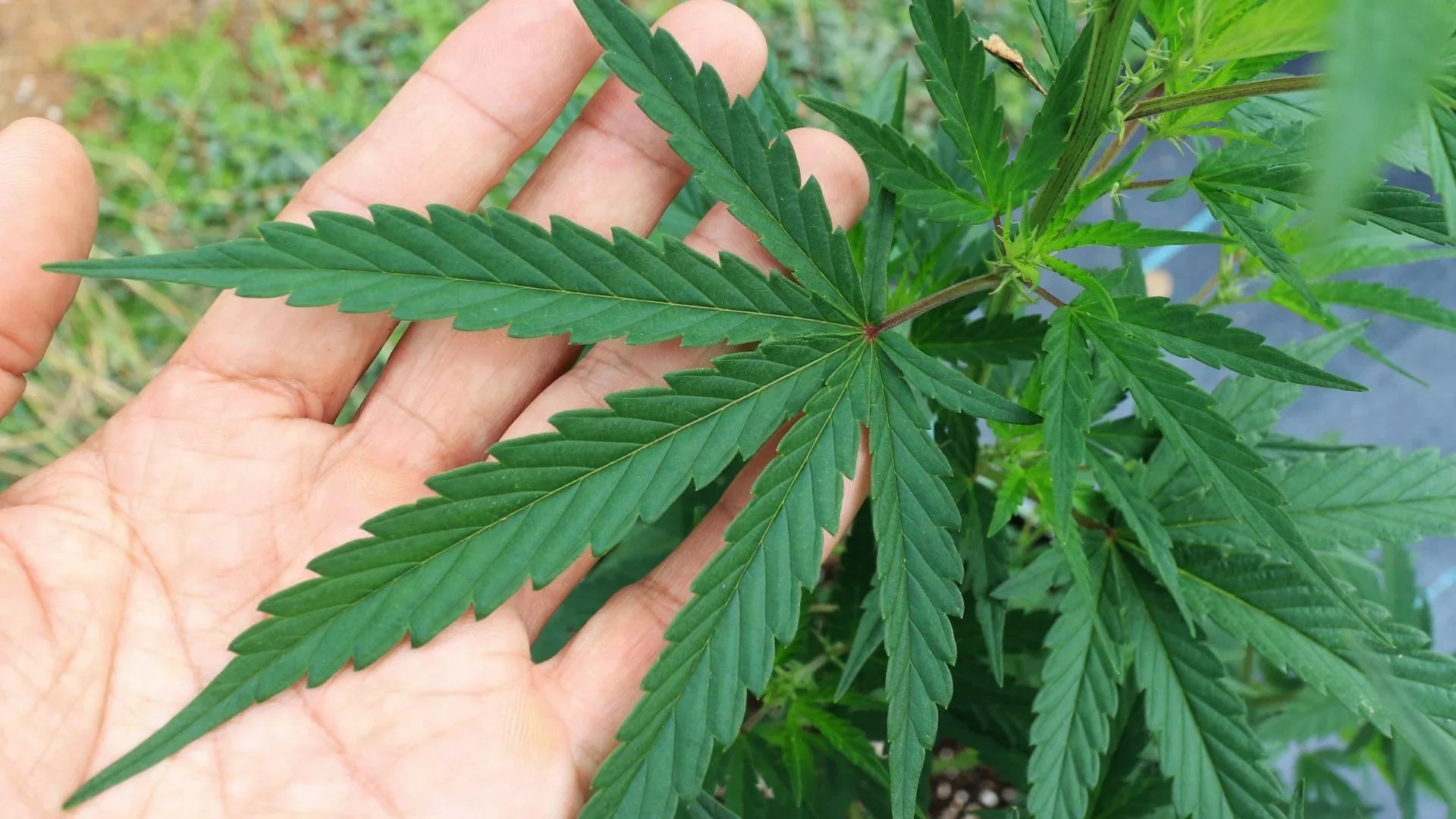 Vietare la cannabis light: l'ultimo emendamento del governo