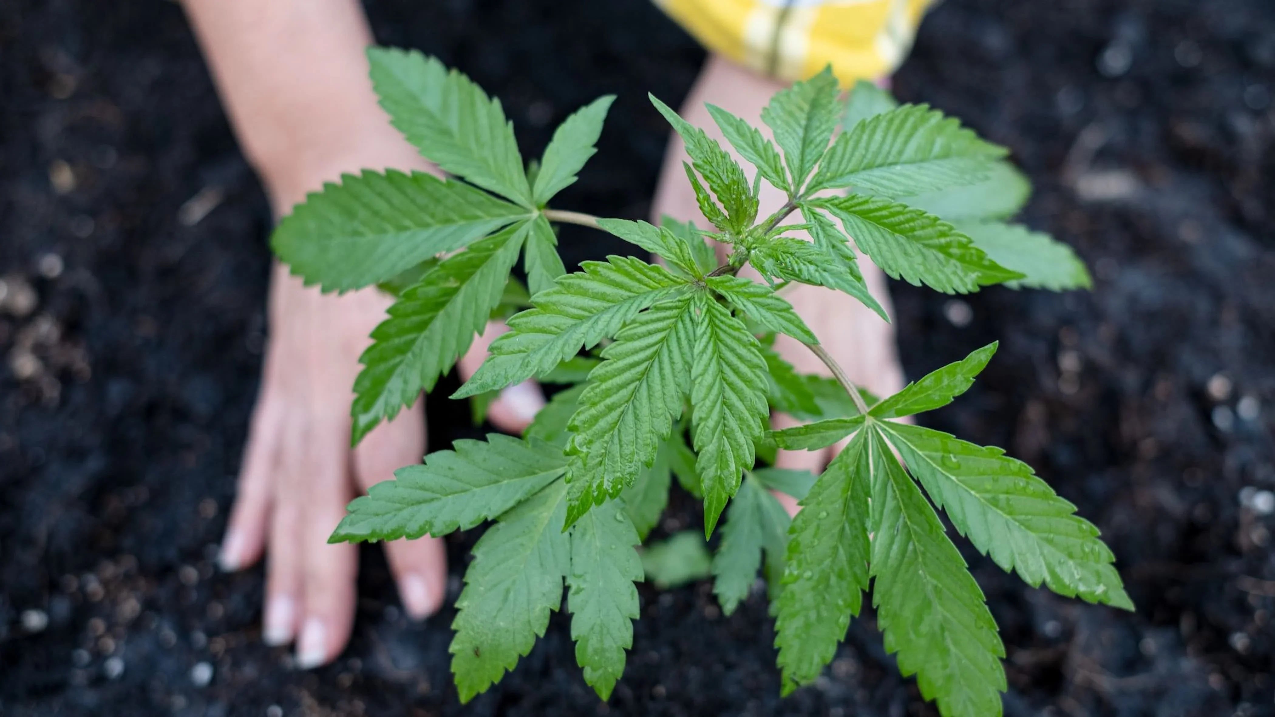 Cannabis light: accantonato l'emendamento che voleva vietarla