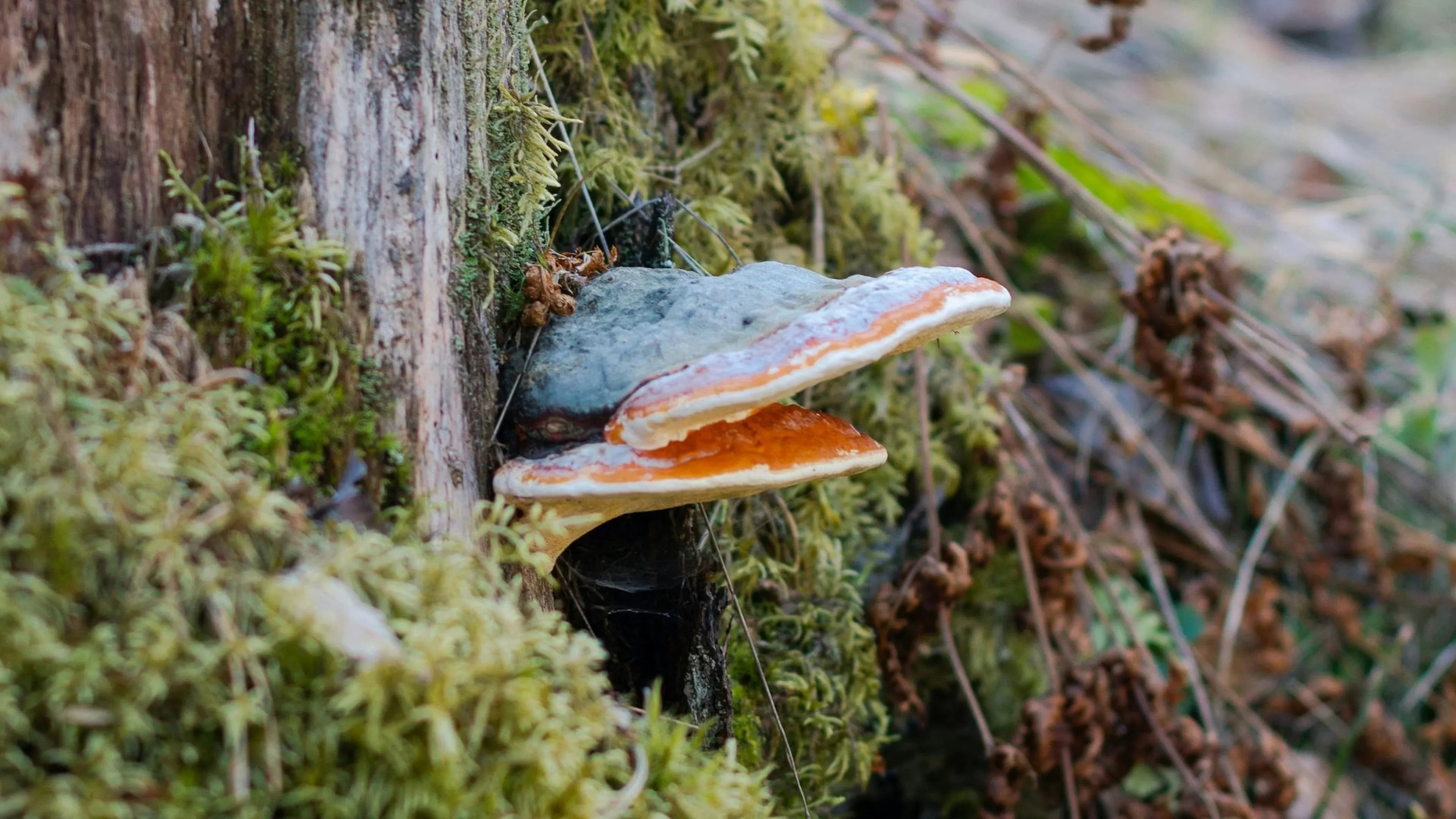 Fungo Chaga: il superfood (naturale) che migliora la tua salute