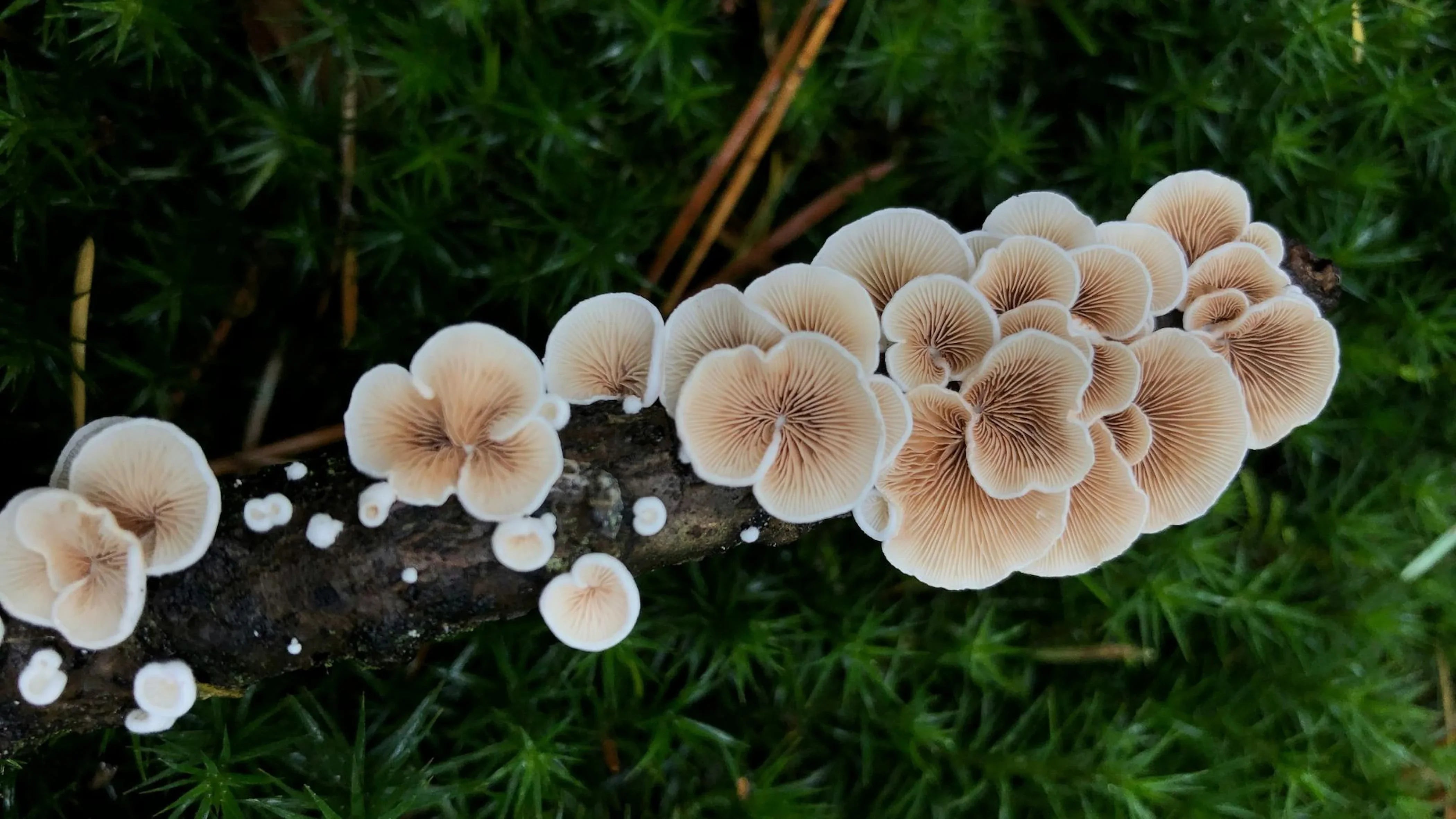 Il fungo criniera di leone può trattare il diabete?