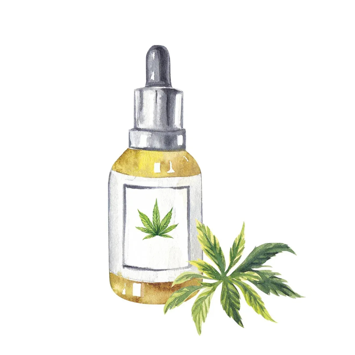 Olio di Canapa: Scoprilo su JUSTMARY