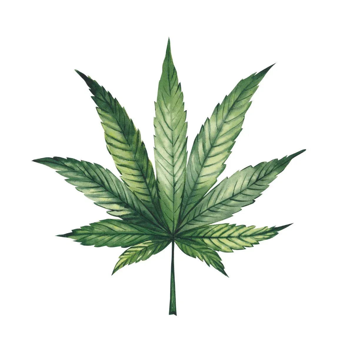 Hashish e Resine CBD - Top Hash by Justmary