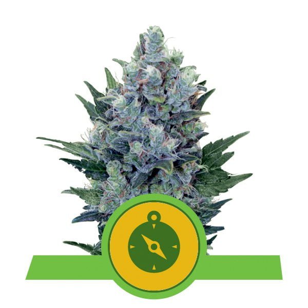 Royal Queen Seeds Northern Light Auto autoflowering cannabis seeds (pacco 5 semi)