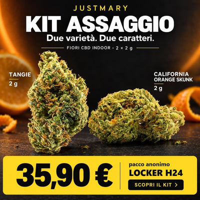 Kit Assaggio con Tangie e California Orange Skunk Indoor da 2 g