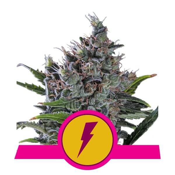 Royal Queen Seeds North Tunderfuck feminized cannabis seeds (pacco 5 semi)
