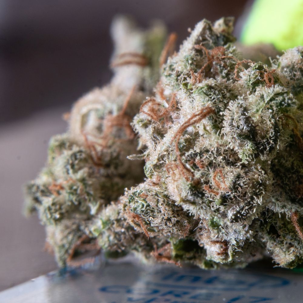 Tangie Indoor 2g - cima con pistilli aranciati e tricomi, aroma mandarino